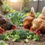 Can Chickens Have Broccoli