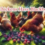 Can Chickens Have Blackberries
