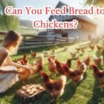 Can You Feed Bread to Chickens
