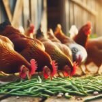 Can chickens eat string beans