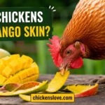 Can Chickens Eat Mango Skin