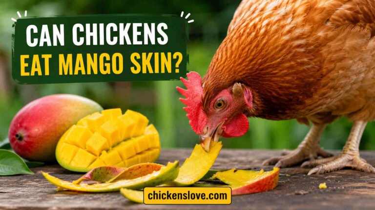 Can Chickens Eat Mango Skin