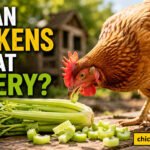 Can chickens eat celery