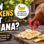 Can Chickens Eat Banana