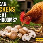 can chickens eat mushrooms