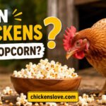 Can Chickens Eat Popcorn