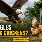 do eagles attack chickens
