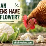 Can Chickens Have Cauliflower